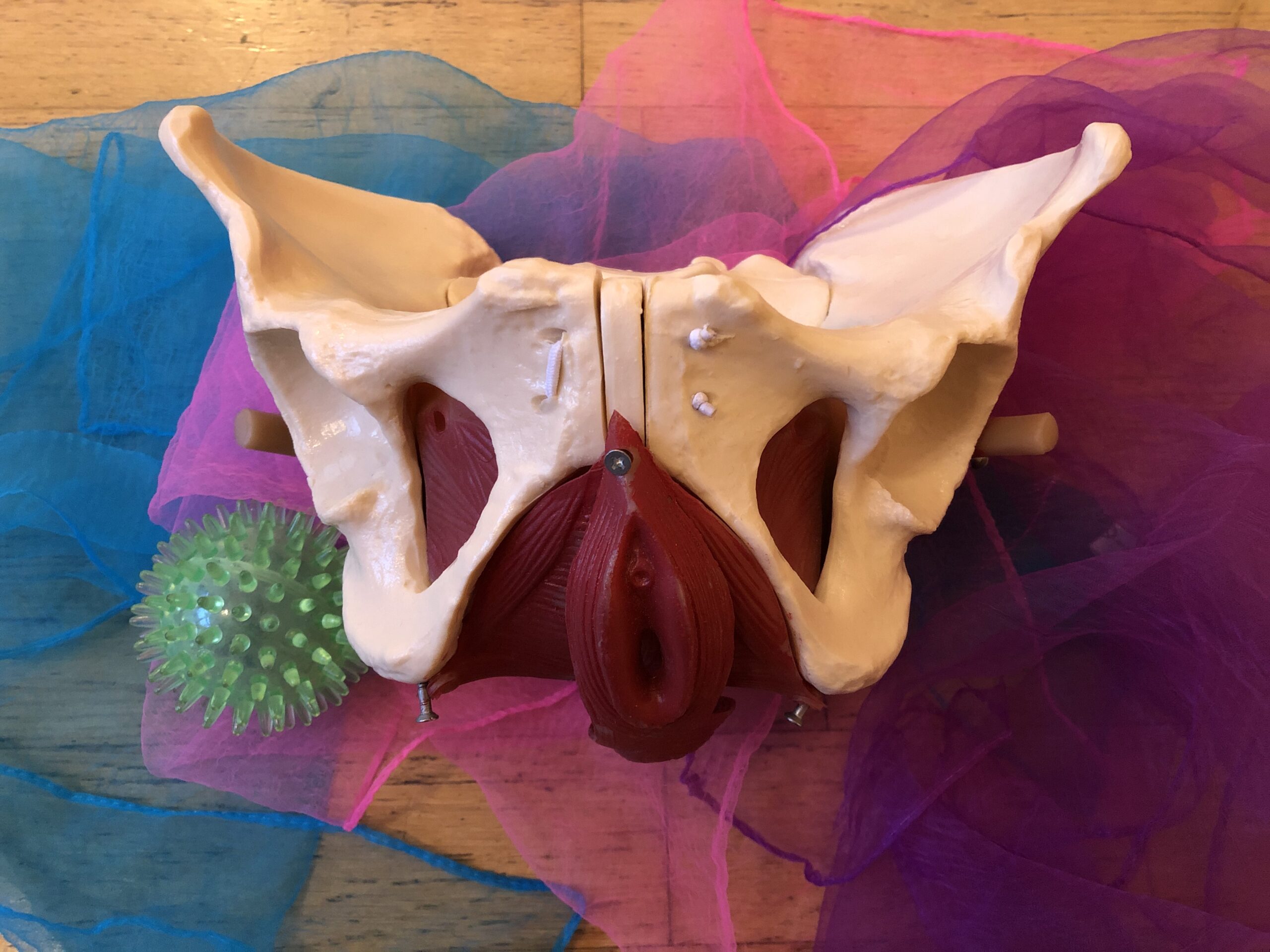 Der Beckenboden ist ein Muskel, der viel Einfluss auf das Wohlbefinden hat.